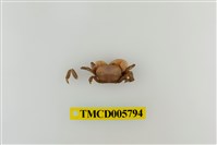 藏品(玲瓏無齒蟹)的圖片